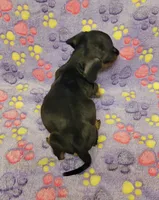 Lucy, a female Miniature Dachshund for sale in Keatchie, LA – 5 of 10