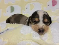Heaven Leigh , a female Miniature Dachshund for sale in Keatchie, LA – 3 of 10