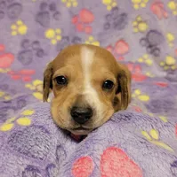 Goldie, a female Miniature Dachshund for sale in Keatchie, LA – 2 of 10