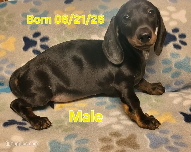 Rascal  – Miniature Dachshund puppy for sale in Keatchie, LA
