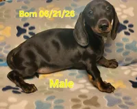 Rascal , a male Miniature Dachshund for sale in Keatchie, LA – 1 of 7