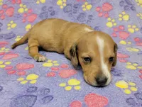 Goldie, a female Miniature Dachshund for sale in Keatchie, LA – 4 of 10
