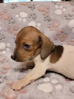 Harley , a male Miniature Dachshund for sale in Keatchie, LA – 3 of 10