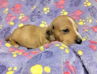 Goldie, a female Miniature Dachshund for sale in Keatchie, LA – 10 of 10