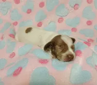 Addie, a female Miniature Dachshund for sale in Keatchie, LA – 4 of 10