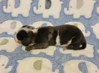 Pedro, a male Miniature Dachshund for sale in Keatchie, LA – 5 of 10