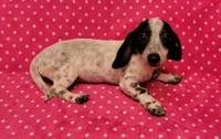 Speckles , a female Miniature Dachshund for sale in Keatchie, LA – 10 of 10