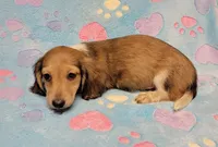 Charlie, a male Miniature Dachshund for sale in Keatchie, LA – 3 of 10