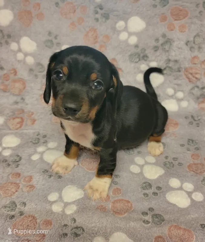 Rocky – Miniature Dachshund puppy for sale in Keatchie, LA