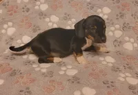 Rocky, a male Miniature Dachshund for sale in Keatchie, LA – 8 of 10