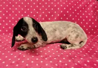 Speckles , a female Miniature Dachshund for sale in Keatchie, LA – 4 of 10
