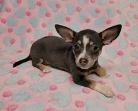 Gracie Marie, a female Chihuahua for sale in Keatchie, LA – 10 of 10