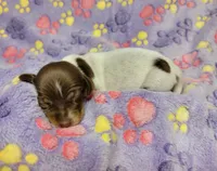 Maddie , a female Miniature Dachshund for sale in Keatchie, LA – 10 of 10