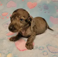 Cooper Wayne , a male Miniature Dachshund for sale in Keatchie, LA – 5 of 10
