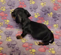 Lucy, a female Miniature Dachshund for sale in Keatchie, LA – 2 of 10