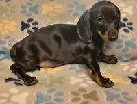 Rascal , a male Miniature Dachshund for sale in Keatchie, LA – 7 of 7