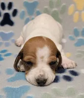 Baby John , a male Miniature Dachshund for sale in Keatchie, LA – 2 of 10