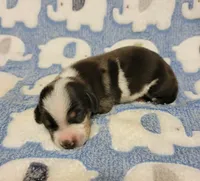 Pedro, a male Miniature Dachshund for sale in Keatchie, LA – 8 of 10