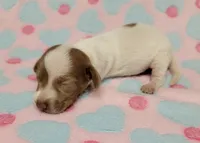Addie, a female Miniature Dachshund for sale in Keatchie, LA – 6 of 10