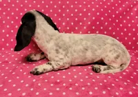 Speckles , a female Miniature Dachshund for sale in Keatchie, LA – 3 of 10
