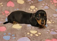 Bentley , a male Miniature Dachshund for sale in Keatchie, LA – 9 of 9