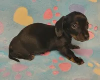 Rascal , a male Miniature Dachshund for sale in Keatchie, LA – 9 of 10