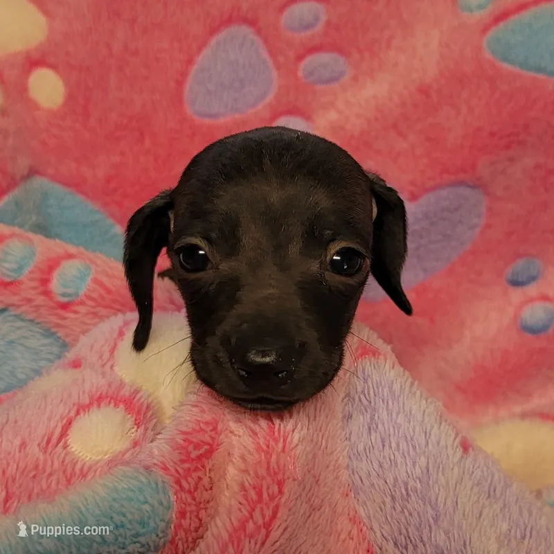 Tweety – Miniature Dachshund puppy for sale in Keatchie, LA