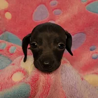 Tweety, a female Miniature Dachshund for sale in Keatchie, LA – 1 of 10