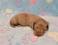 Baby Milo, a male Miniature Dachshund for sale in Keatchie, LA – 5 of 10
