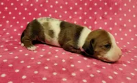 Daisy Mae , a female Miniature Dachshund for sale in Keatchie, LA – 5 of 10