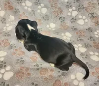 Rocky, a male Miniature Dachshund for sale in Keatchie, LA – 5 of 10