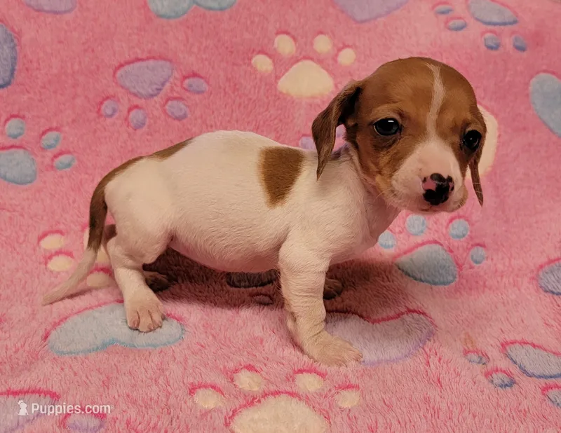 Twinkie  – Miniature Dachshund puppy for sale in Keatchie, LA
