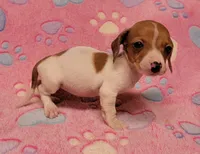 Twinkie , a female Miniature Dachshund for sale in Keatchie, LA – 1 of 10