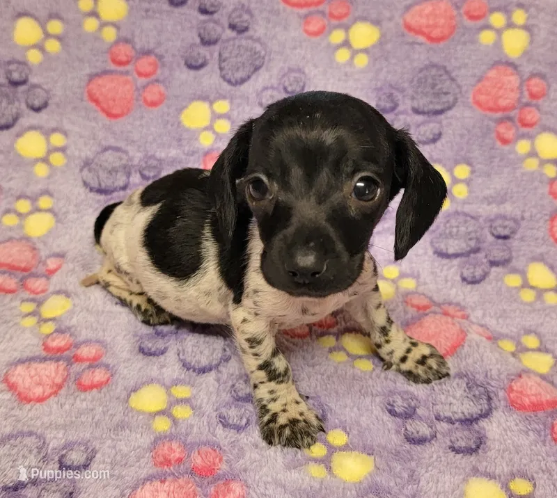 Emma Grace – Miniature Dachshund puppy for sale in Keatchie, LA