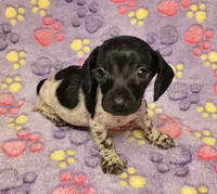 Emma Grace, a female Miniature Dachshund for sale in Keatchie, LA – 1 of 10