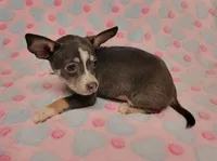 Gracie Marie, a female Chihuahua for sale in Keatchie, LA – 3 of 10