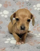Tiny, a male Miniature Dachshund for sale in Keatchie, LA – 8 of 10