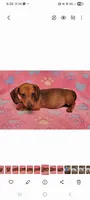 Darling , a female Miniature Dachshund for sale in Keatchie, LA – 4 of 10