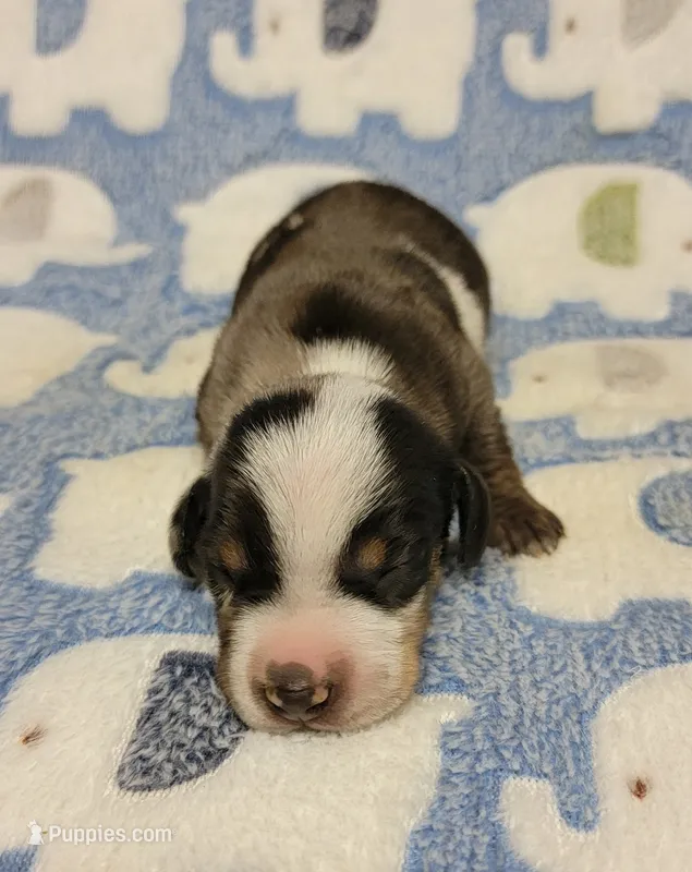 Pedro – Miniature Dachshund puppy for sale in Keatchie, LA