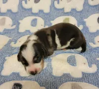Pedro, a male Miniature Dachshund for sale in Keatchie, LA – 10 of 10