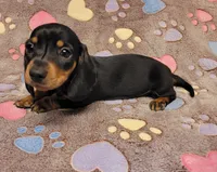 Bentley , a male Miniature Dachshund for sale in Keatchie, LA – 6 of 9
