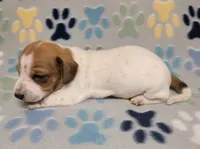 Baby John , a male Miniature Dachshund for sale in Keatchie, LA – 8 of 10