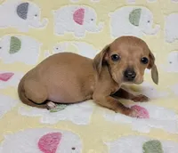 Tiny, a male Miniature Dachshund for sale in Keatchie, LA – 1 of 10