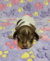 Maddie , a female Miniature Dachshund for sale in Keatchie, LA – 1 of 10