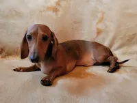 Jackson, a male Dachshund for sale in Keatchie, LA – 7 of 10