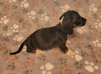 Rocky, a male Miniature Dachshund for sale in Keatchie, LA – 6 of 10