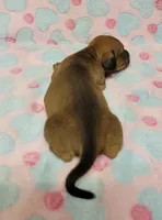 Olivia Grace , a female Miniature Dachshund for sale in Keatchie, LA – 2 of 10