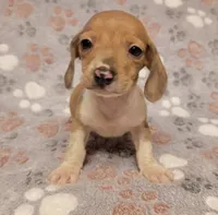 Mickey, a male Miniature Dachshund for sale in Keatchie, LA – 10 of 10