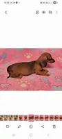 Darling , a female Miniature Dachshund for sale in Keatchie, LA – 7 of 10