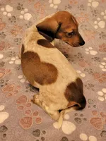 Bo Jangles , a male Miniature Dachshund for sale in Keatchie, LA – 6 of 9